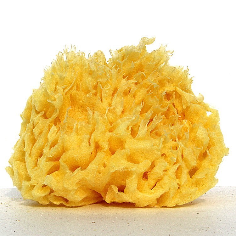 Éponge naturelle de la Grèce